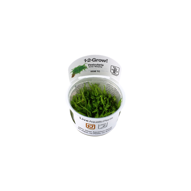 Tropica Vesicularia ferriei Weeping 1-2 Grow!
