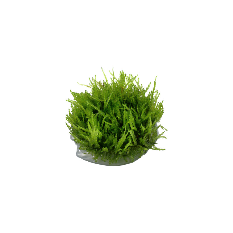 Tropica Vesicularia ferriei Weeping 1-2 Grow!