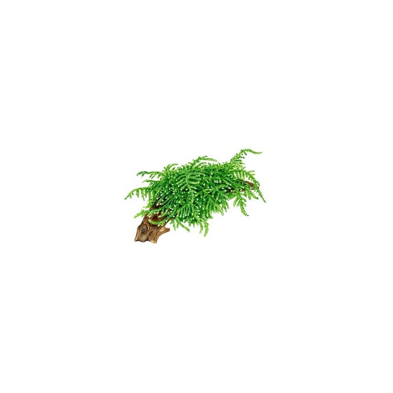 Tropica Vesicularia ferriei Weeping 1-2 Grow!
