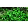 Tropica Marsilea hirsuta 1-2 Grow!