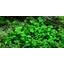 Tropica Marsilea hirsuta 1-2 Grow!