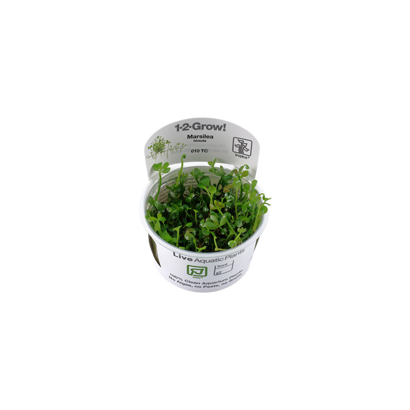 Tropica Marsilea hirsuta 1-2 Grow!