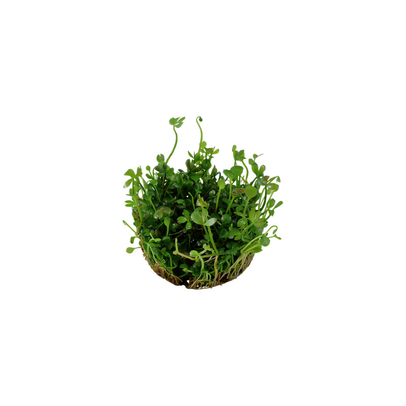 Tropica Marsilea hirsuta 1-2 Grow!