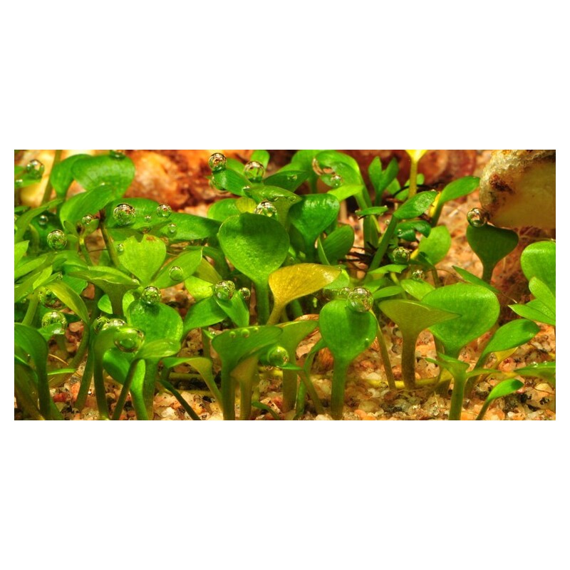 Tropica Marsilea hirsuta 1-2 Grow!