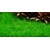 Tropica Eleocharis pusilla 1-2 Grow!