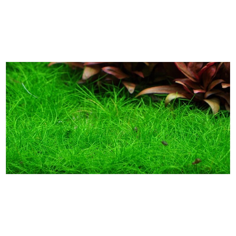 Tropica Eleocharis pusilla 1-2 Grow!