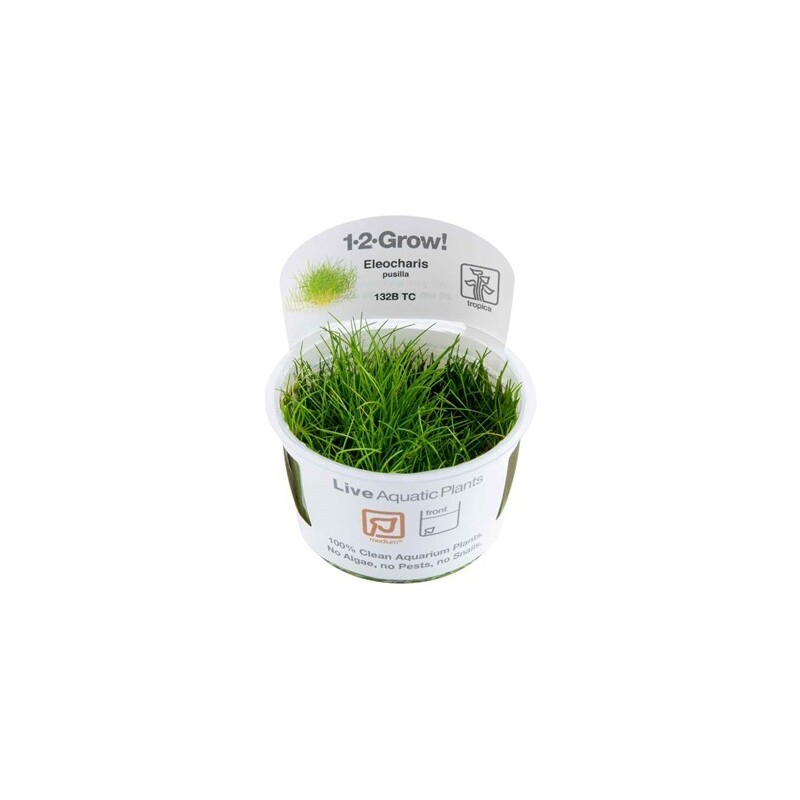 Tropica Eleocharis pusilla 1-2 Grow!