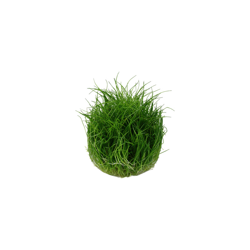 Tropica Eleocharis pusilla 1-2 Grow!