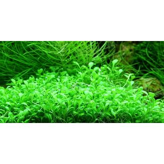 Tropica Glossostigma elatinoides 1-2 Grow!