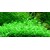Tropica Glossostigma elatinoides 1-2 Grow!