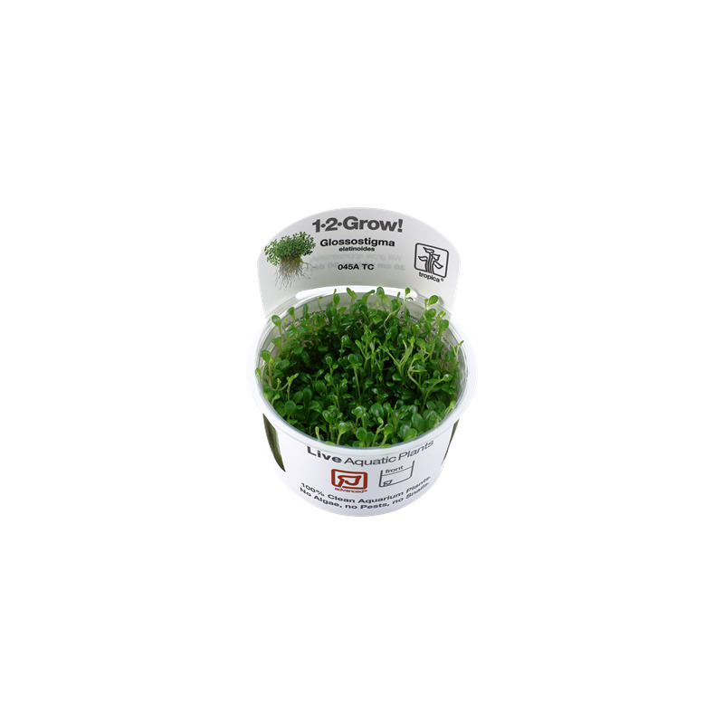 Tropica Glossostigma elatinoides 1-2 Grow!