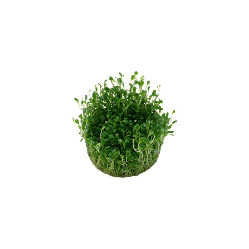 Tropica Glossostigma elatinoides 1-2 Grow!
