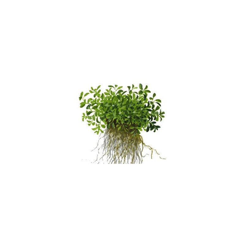 Tropica Glossostigma elatinoides 1-2 Grow!