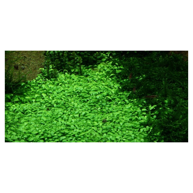 Tropica Glossostigma elatinoides 1-2 Grow!