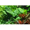 Anubias barteri caladiifolia v blistru