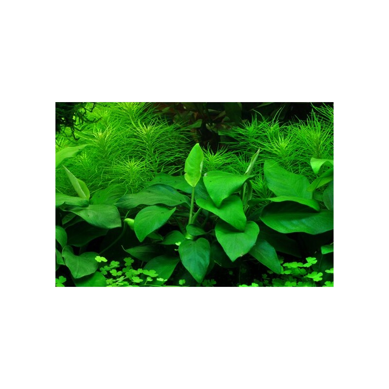 Anubias barteri var. nana v blistru