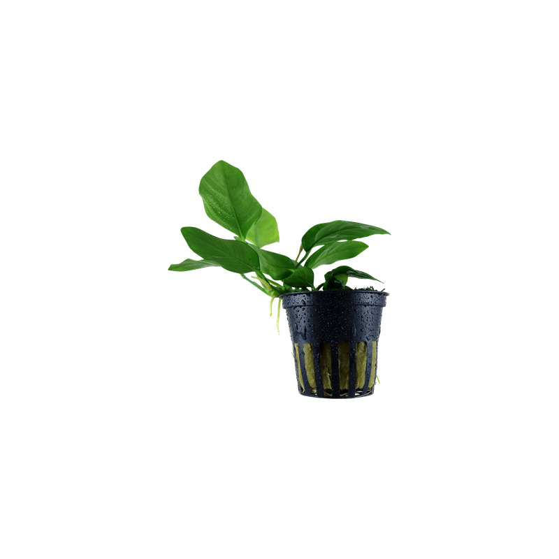 Anubias barteri var. nana v blistru