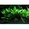 Hygrophila 'Siamensis 53B' v blistru