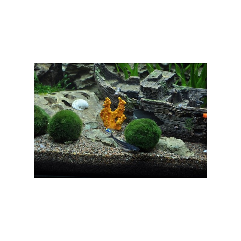 Cladophora aegagropila 3ks - mini