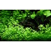 Bacopa 'Compact' v blistru