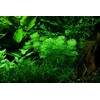 Limnophila sessiliflora v blistru