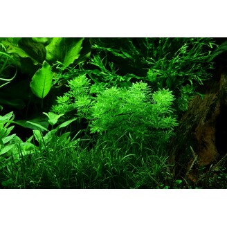 Limnophila sessiliflora v blistru
