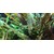 Tropica Cryptocoryne undulata 'broad leaves' 1-2 Grow!