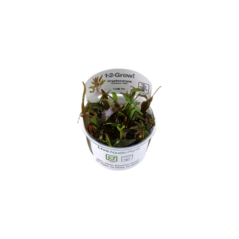 Tropica Cryptocoryne undulata 'broad leaves' 1-2 Grow!