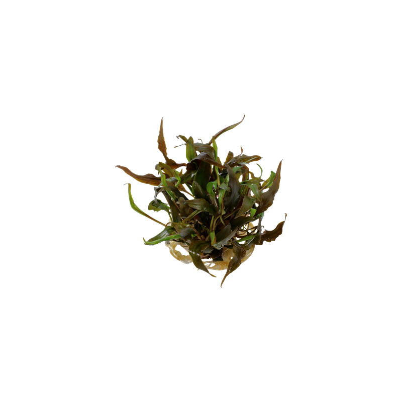 Tropica Cryptocoryne undulata 'broad leaves' 1-2 Grow!