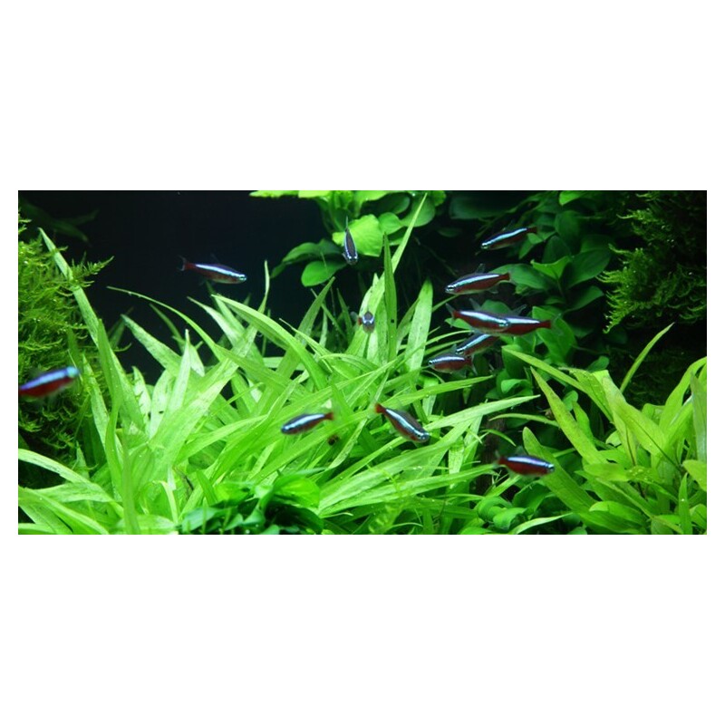 Tropica Helanthium 'Quadricostatus' 1-2-Grow!