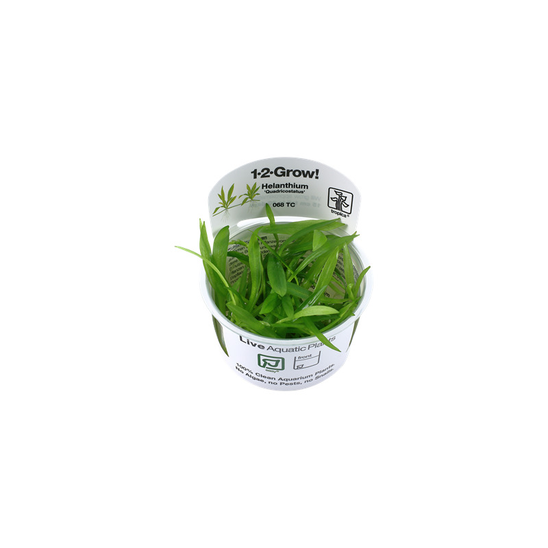 Tropica Helanthium 'Quadricostatus' 1-2-Grow!