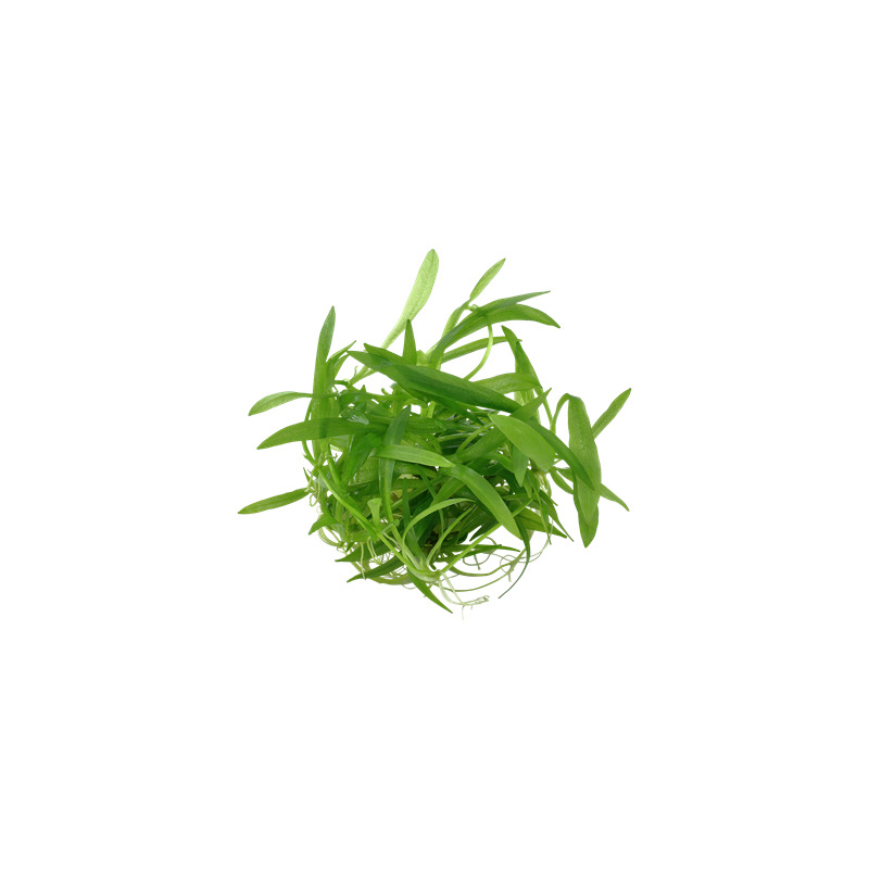 Tropica Helanthium 'Quadricostatus' 1-2-Grow!