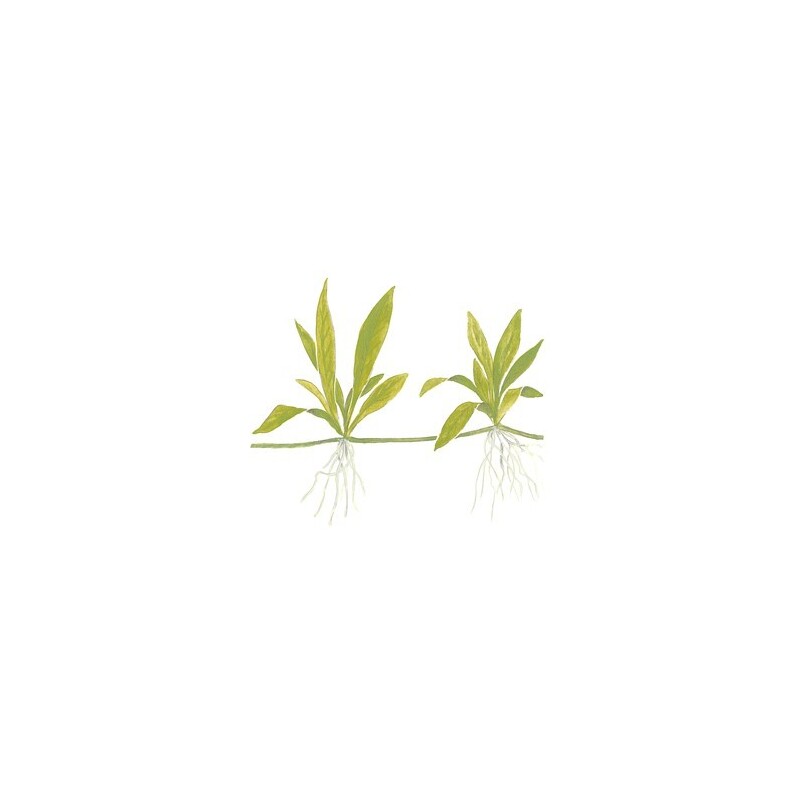 Tropica Helanthium 'Quadricostatus' 1-2-Grow!