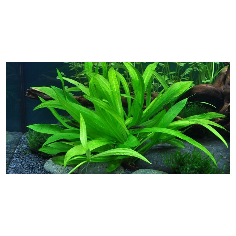 Tropica Helanthium 'Quadricostatus' 1-2-Grow!