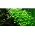 Tropica Hydrocotyle tripartita 1-2 Grow!
