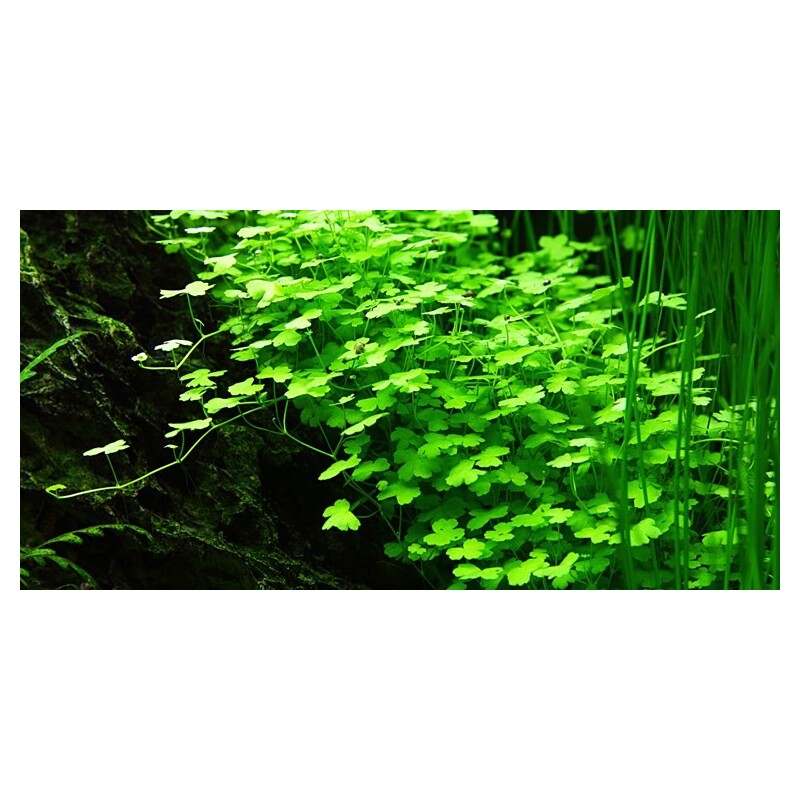 Tropica Hydrocotyle tripartita 1-2 Grow!
