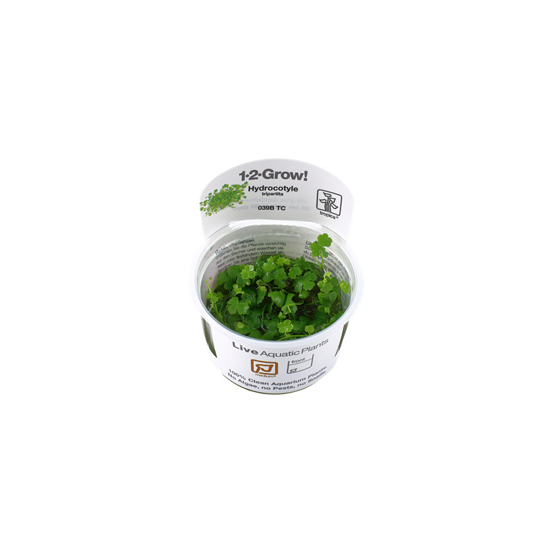 Tropica Hydrocotyle tripartita 1-2 Grow!