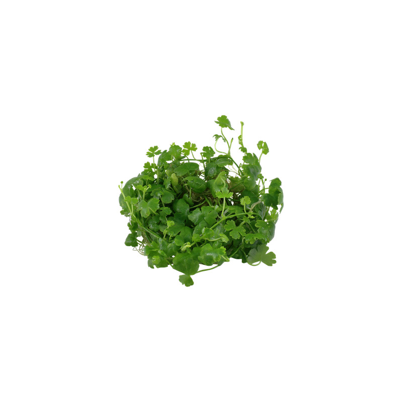 Tropica Hydrocotyle tripartita 1-2 Grow!