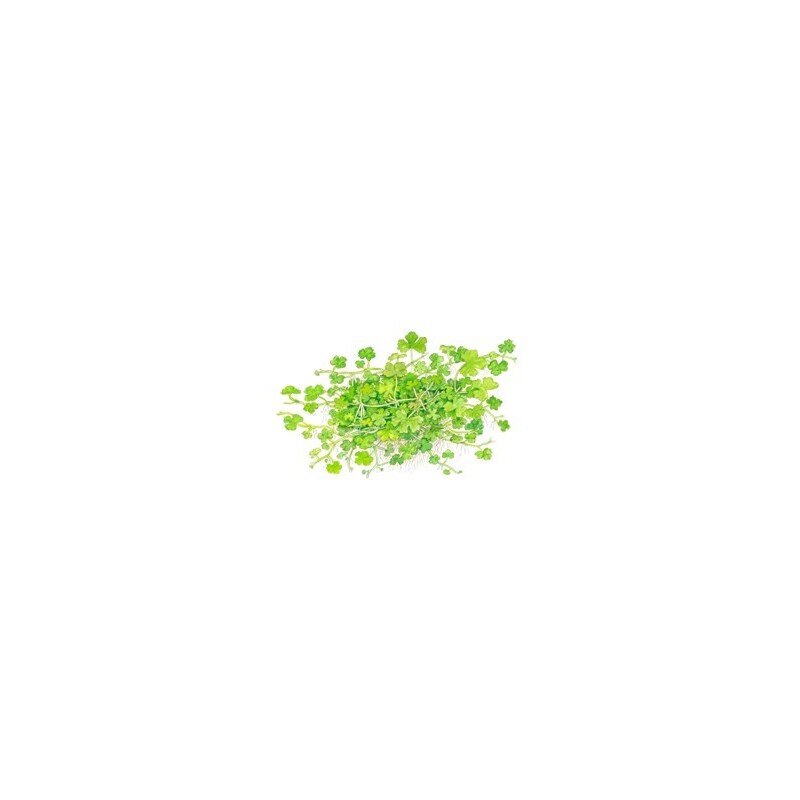 Tropica Hydrocotyle tripartita 1-2 Grow!