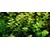 Tropica Bacopa caroliniana 1-2 Grow!