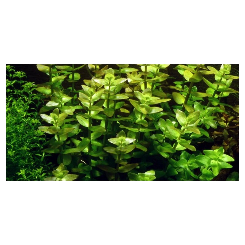 Tropica Bacopa caroliniana 1-2 Grow!
