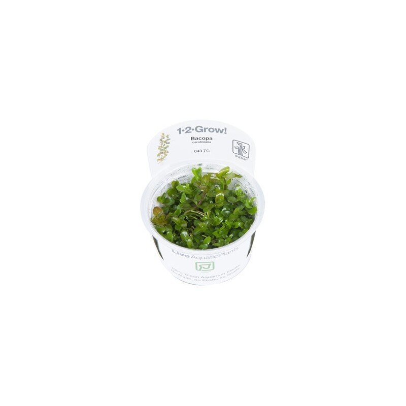 Tropica Bacopa caroliniana 1-2 Grow!