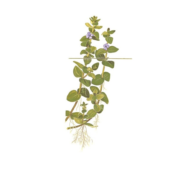 Tropica Bacopa caroliniana 1-2 Grow!