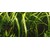 Tropica Cryptocoryne crispatula in-vitro 1-2 Grow!