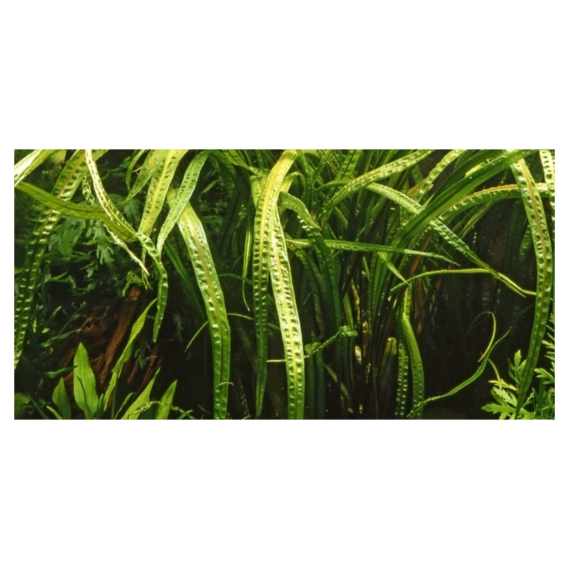 Tropica Cryptocoryne crispatula in-vitro 1-2 Grow!