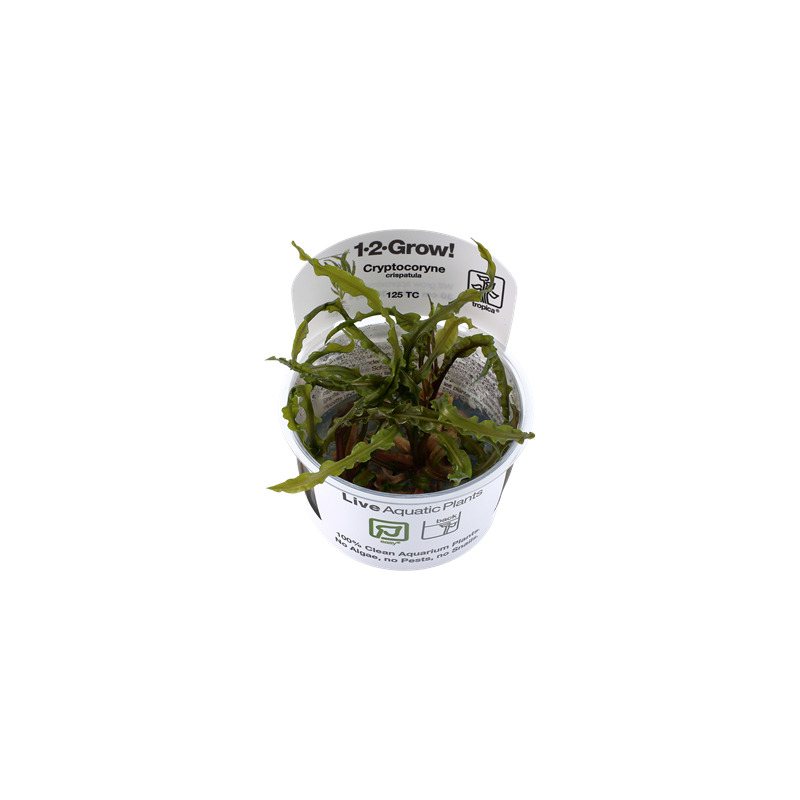 Tropica Cryptocoryne crispatula in-vitro 1-2 Grow!