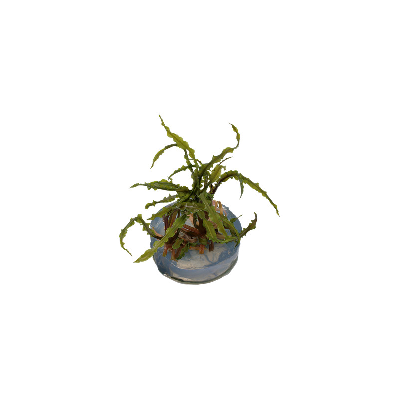 Tropica Cryptocoryne crispatula in-vitro 1-2 Grow!
