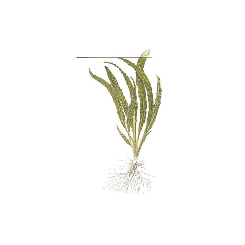 Tropica Cryptocoryne crispatula in-vitro 1-2 Grow!