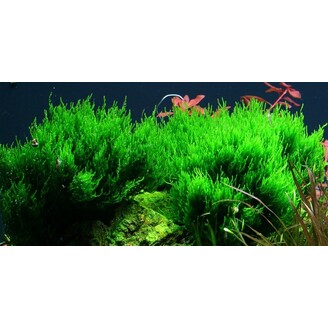 Tropica Taxiphyllum 'Flame' 1-2 Grow!