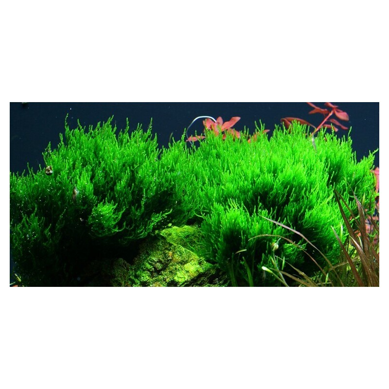 Tropica Taxiphyllum 'Flame' 1-2 Grow!